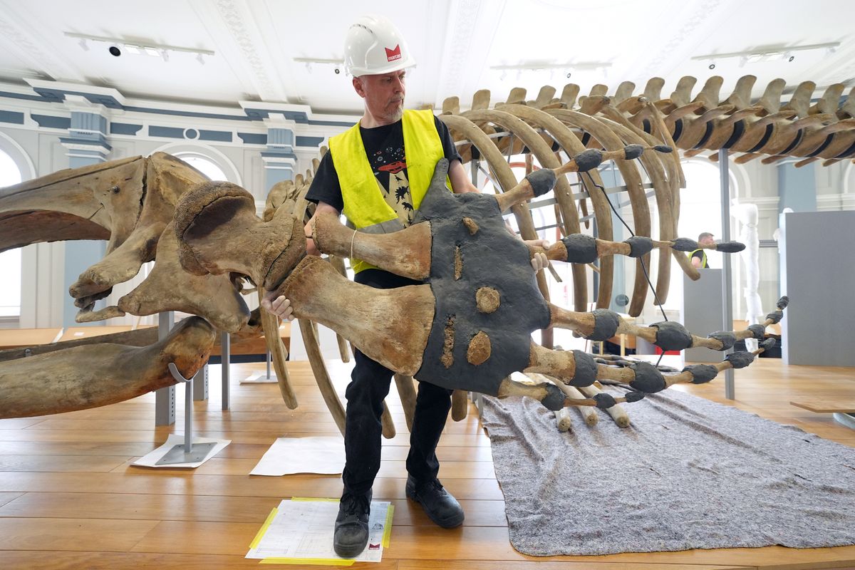 Specialist conservator Nigel Larkin completing the installation of a 40ft North Atlantic right whale skeleton in its newly reimagined setting at Hull Maritime Museum