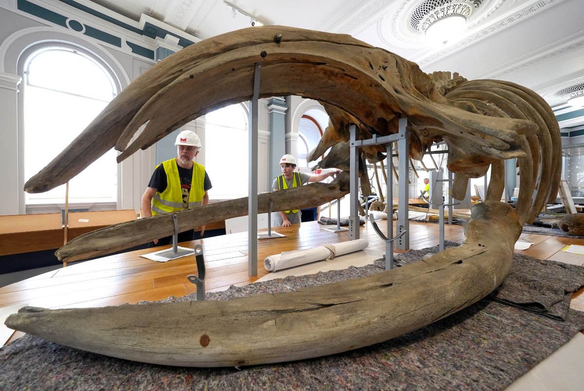 The whale skeleton will be Hull Maritime Museum's largest and most fragile exhibit