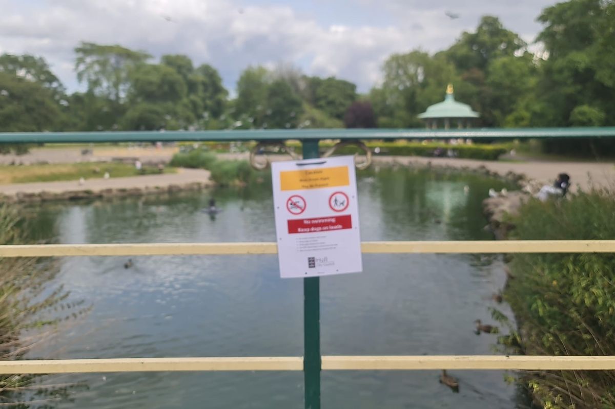 Signs have been placed around the pond at Hull's Pearson Park following the discovery of blue-green algae