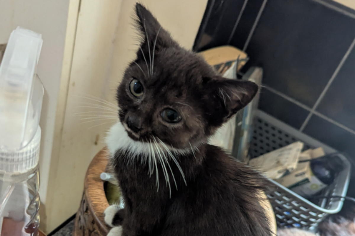 A neglected kitten in Kaylara Ann Reed's home