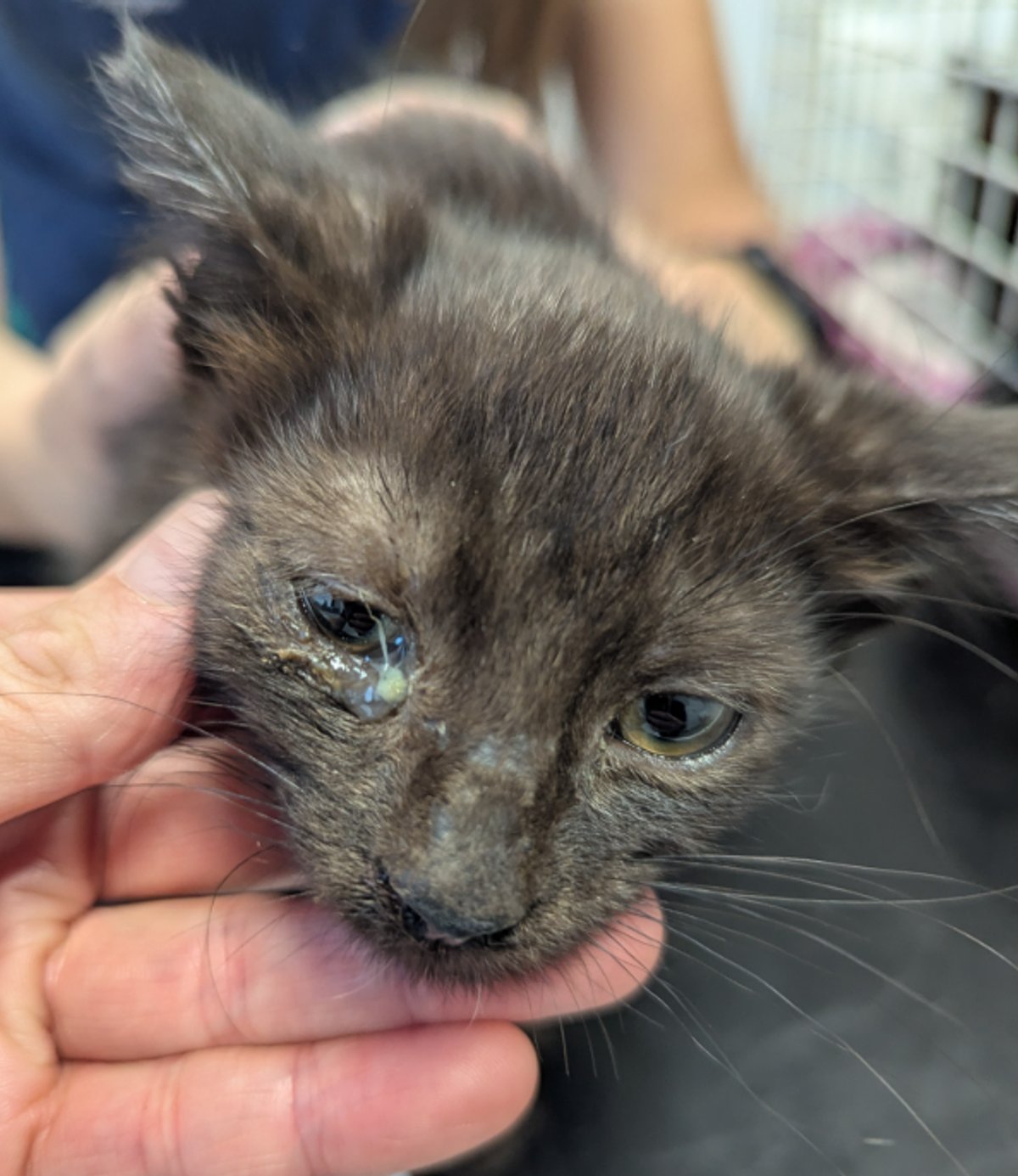 Kittens were found to have flea infestations and conjunctivitis