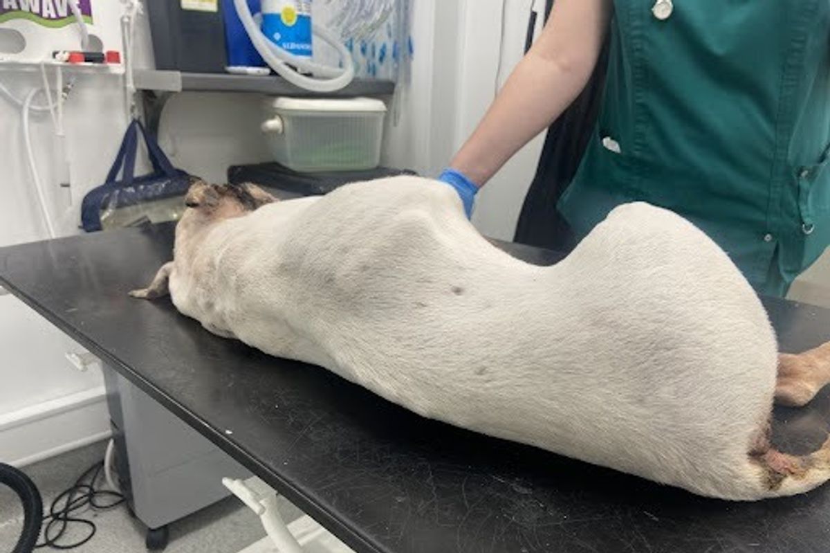 A female white staffy pup was found dumped in Hull