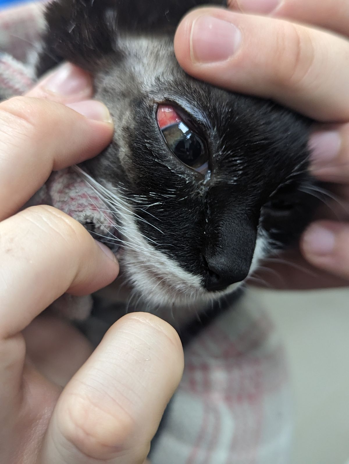 Chester the cat was a victim of domestic abuse at the hands of his owner's partner