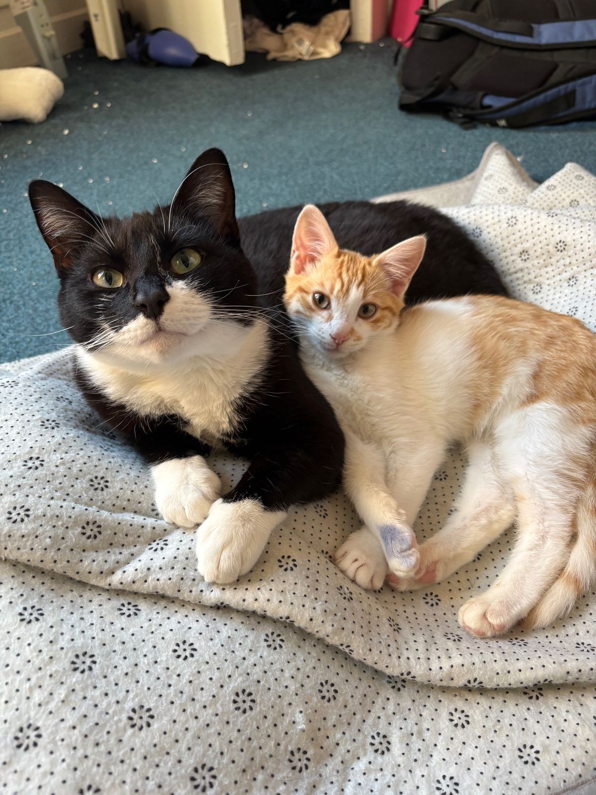 Chester is now happy in a safe new home