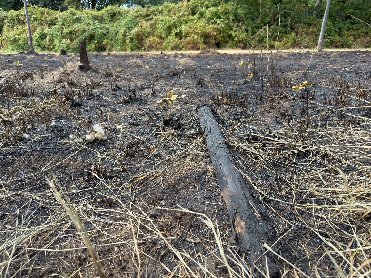 Charred remains of trees and plants