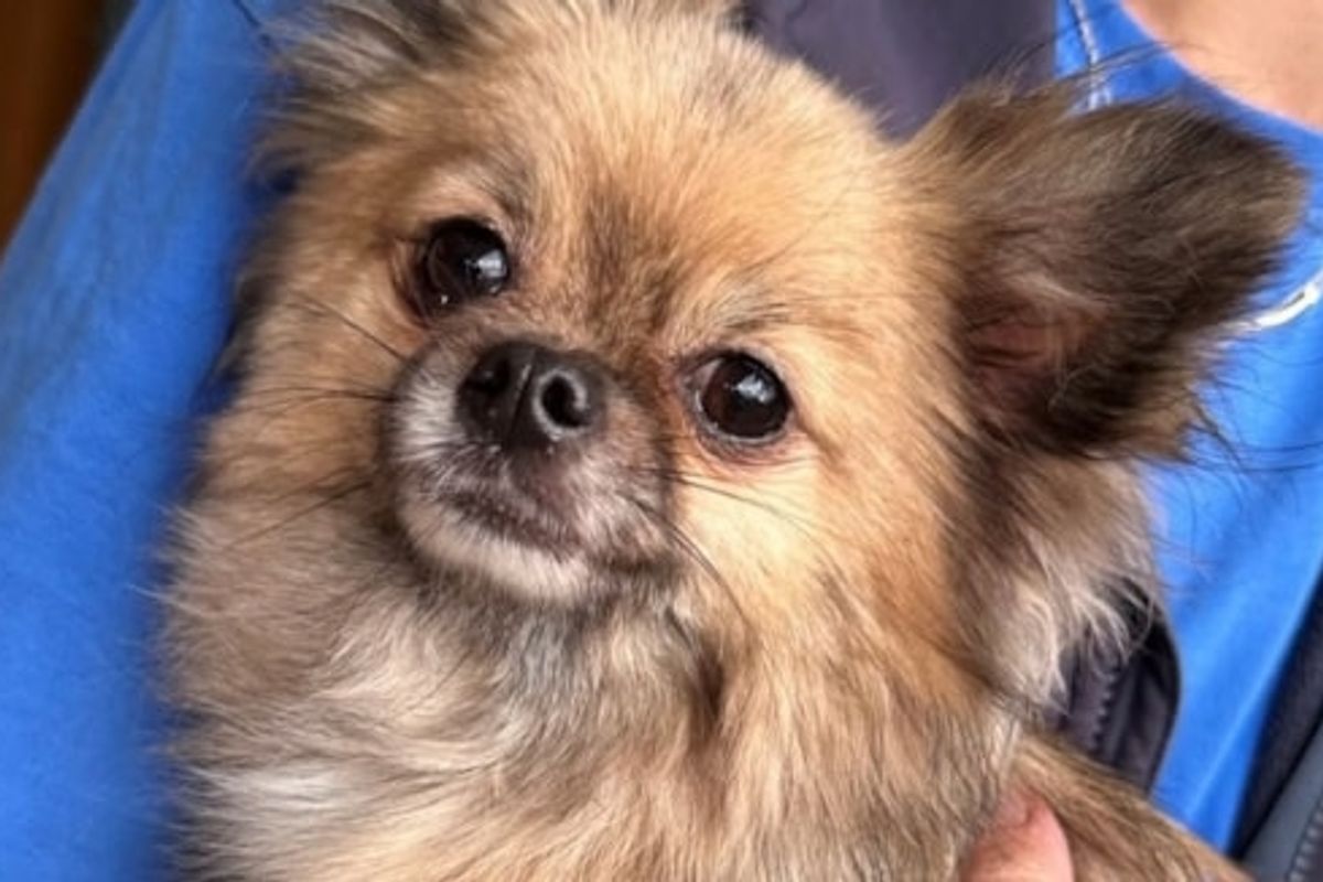 East Riding Council launch new Facebook page to reunite dogs with their owners