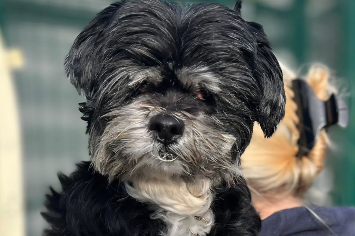 Dakota the Shih tzu post eye-removal op on the shoulder of a care worker
