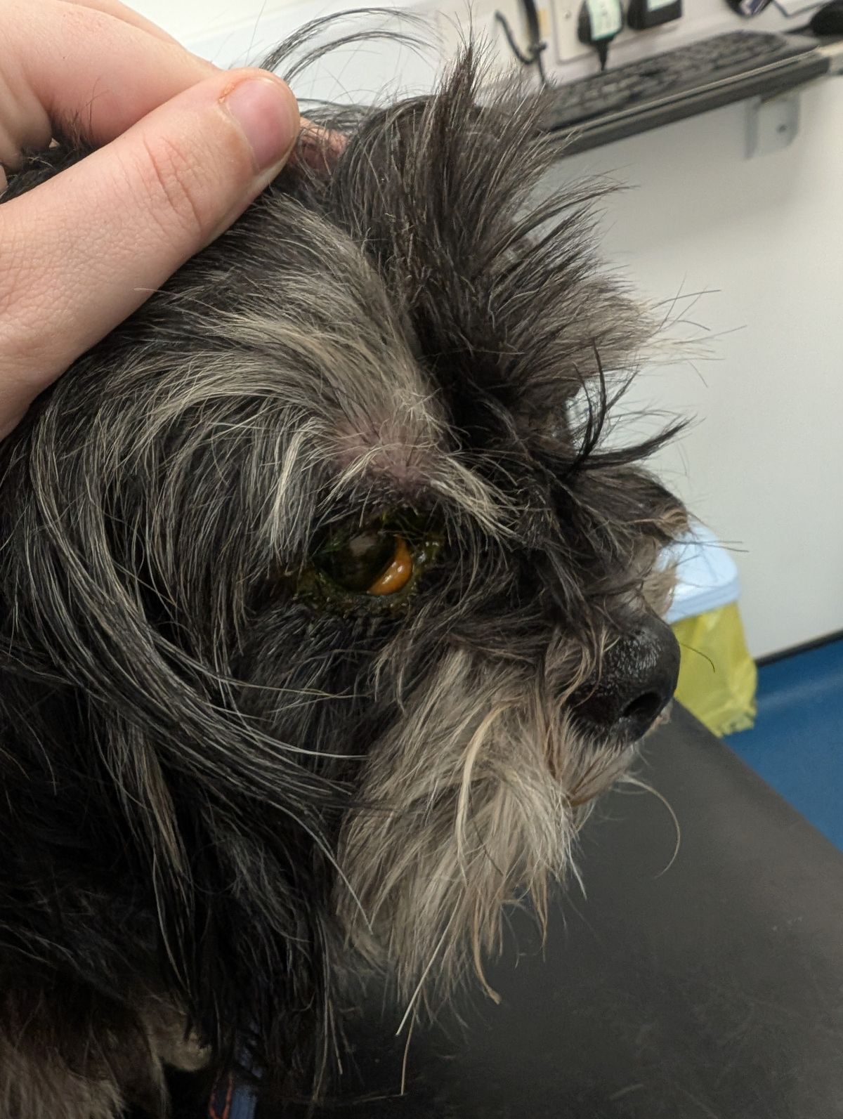 Dakota was confirmed to be suffering with dry eye, or lack of tear production
