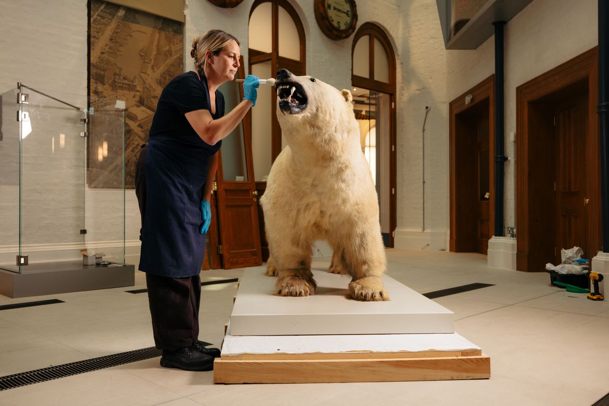 Lizzie Millar, conservator, prepares Erik for display