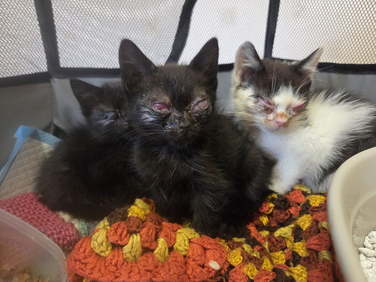 The stray kittens being fostered by 9 Lives Cat Rescue