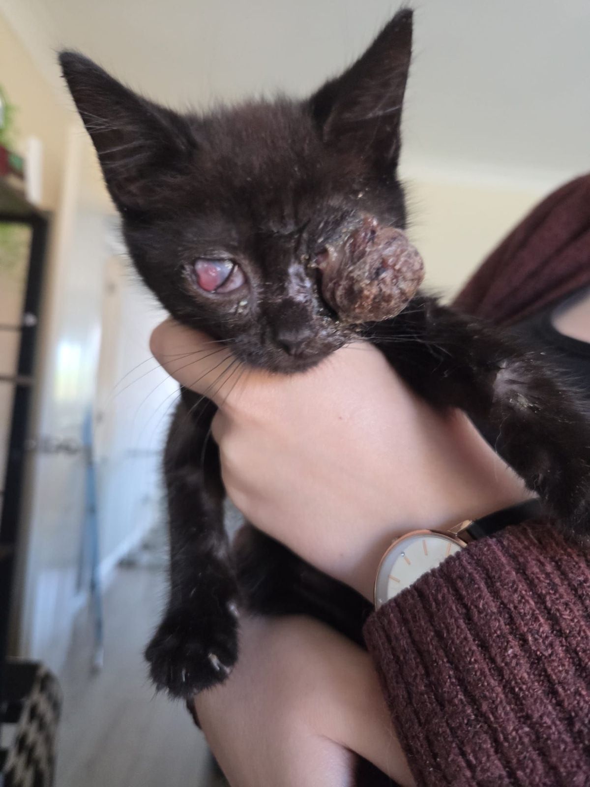 The poorly kittens were suffering from untreated cat flu that had 'eaten up' their eyes