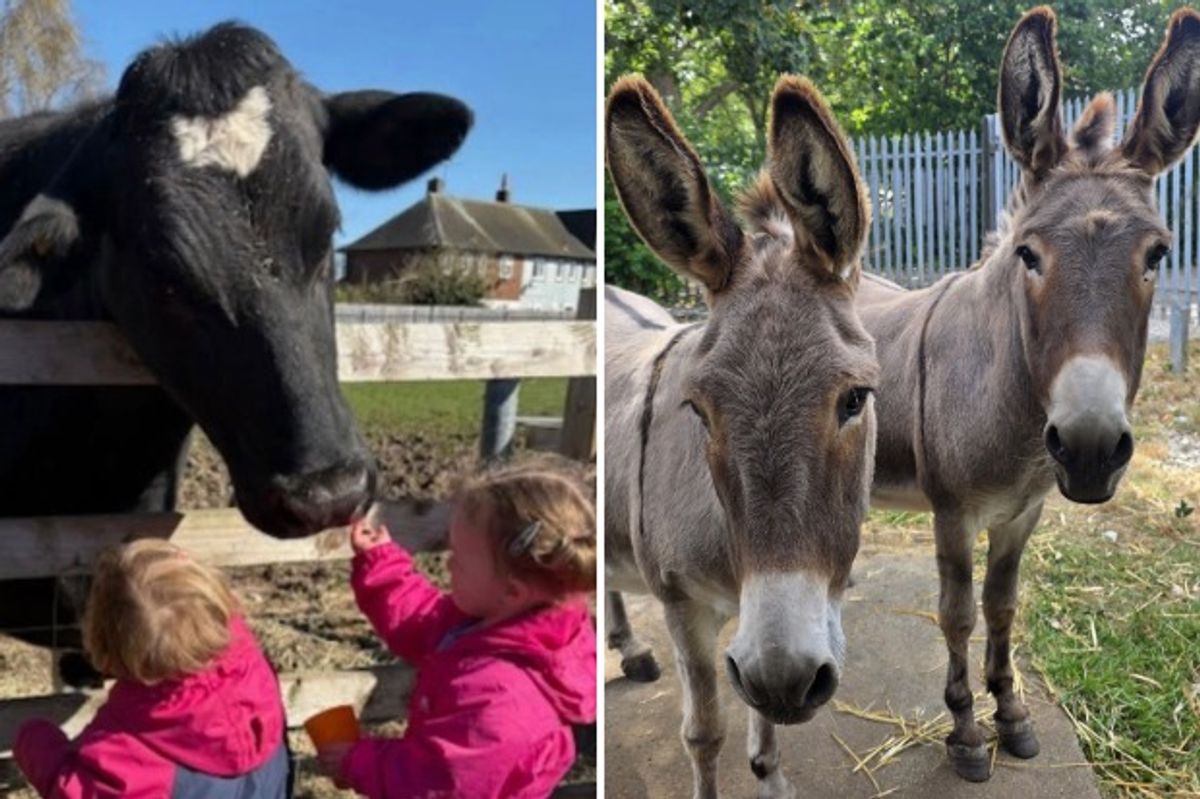 Daisy the cow meets some young visitors and donkeys Minnie and Mama enjoy some shade at East Hull Community Farm