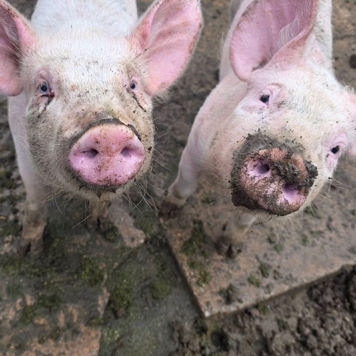 Happy pigs down on the farm in east Hull