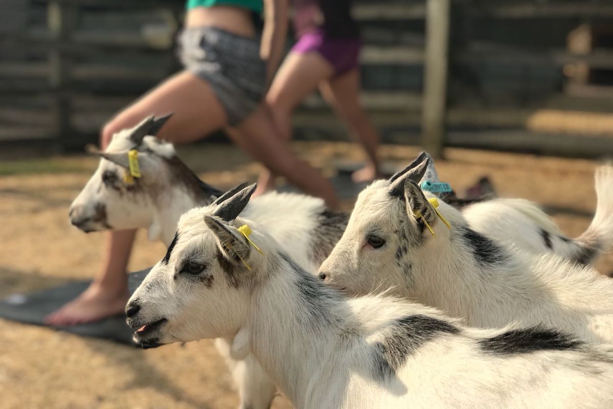 Submitted picture - Goat Yoga sessions will take place at White Post Farm in August.