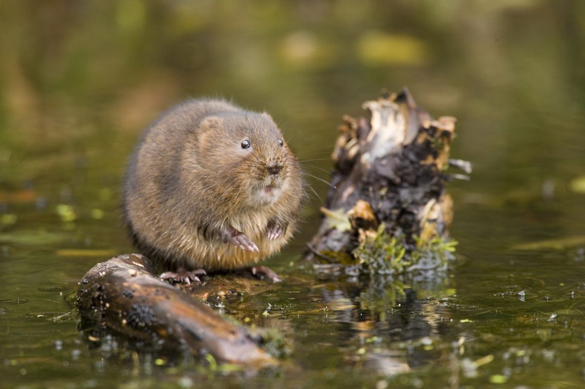 Stock image of a water vole foraging on a submerged log in the shallows of a water course