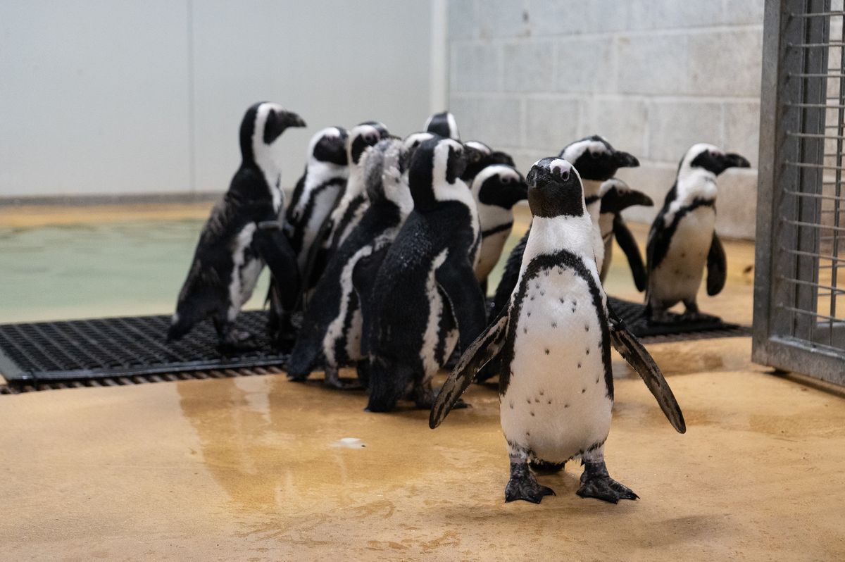 The new arrivals survey their new surroundings at Yorkshire Wildlife Park