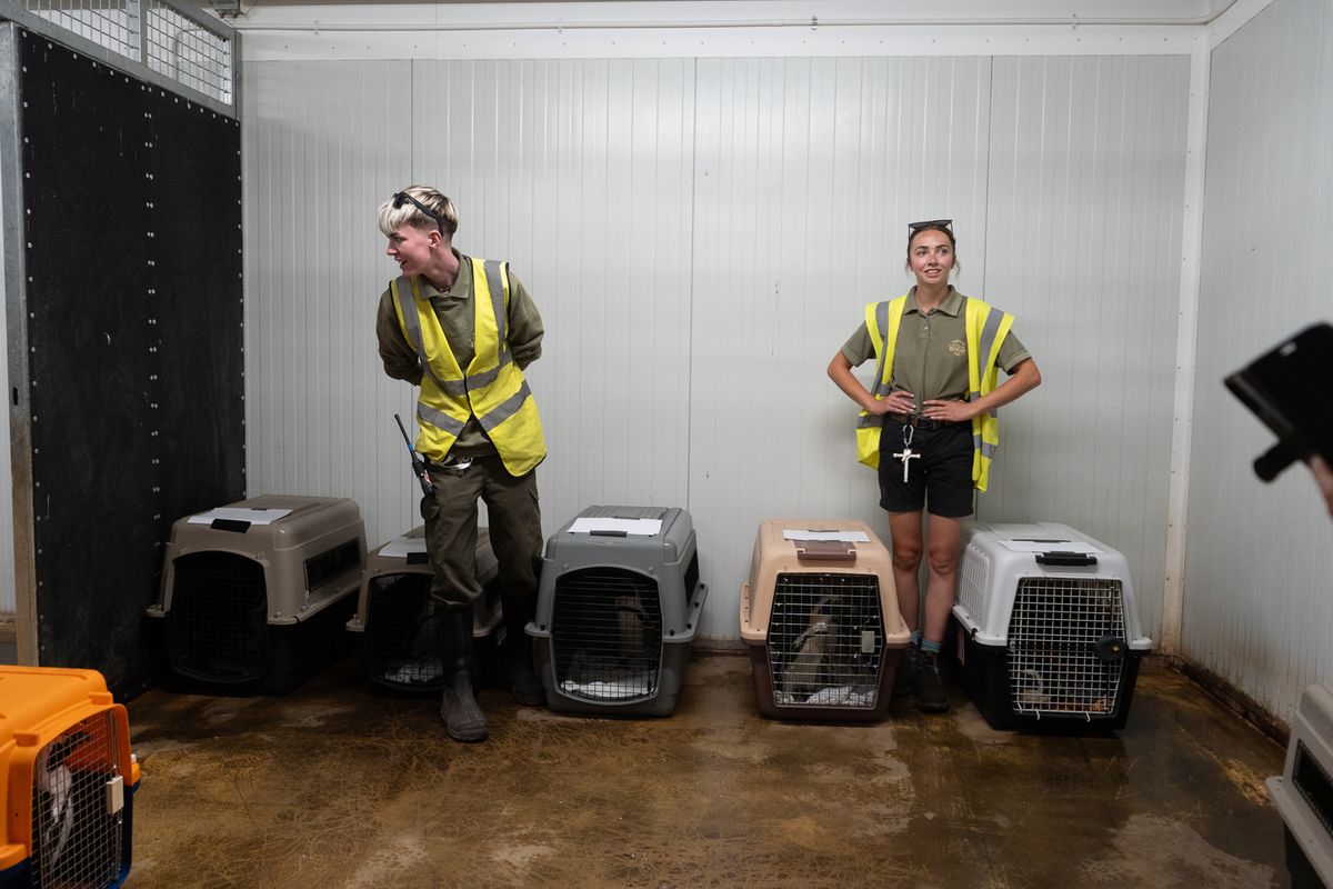 The African Penguins arrive at Yorkshire Wildlife Park